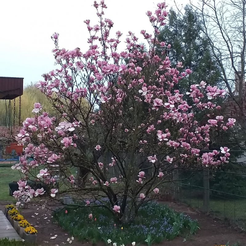 Benéné Szabó Henriett kertje 02